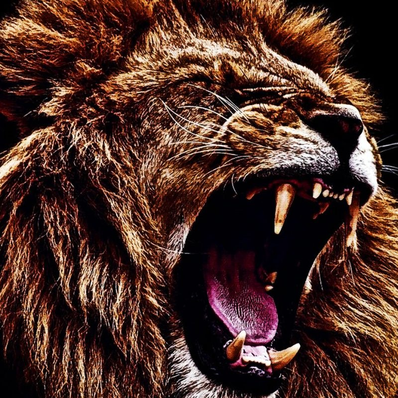 Lion King